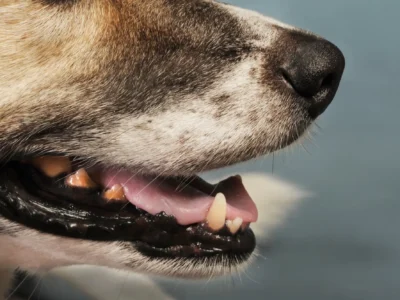 Annusare l’alito dei cani per 1.000 dollari l’ora?