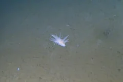 Negli abissi del Giappone emerge una nuova forma di vita