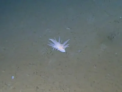 Negli abissi del Giappone emerge una nuova forma di vita