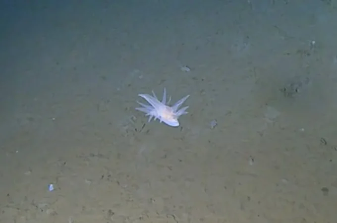 Negli abissi del Giappone emerge una nuova forma di vita