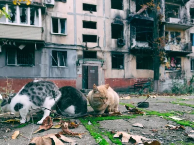 Guerra e animali domestici: il problema che nessuno racconta