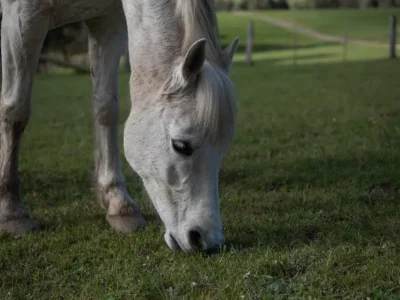 Pony ucciso ad Acate (Ragusa): una pena troppo leggera?