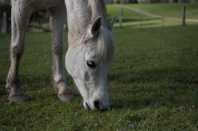 Pony ucciso ad Acate (Ragusa): una pena troppo leggera?