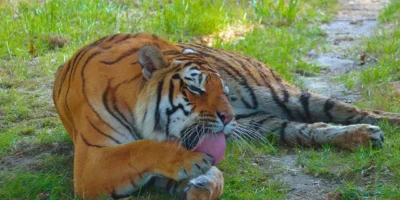 Colonialismo e biodiversità: come è cambiato il rapporto tra umani e animali