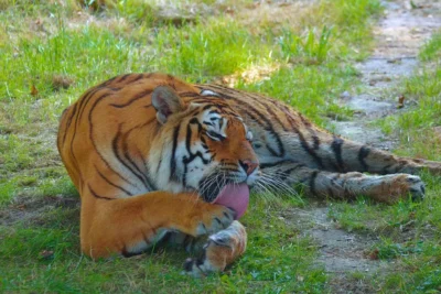 Colonialismo e biodiversità: come è cambiato il rapporto tra umani e animali