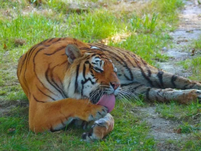 Colonialismo e biodiversità: come è cambiato il rapporto tra umani e animali