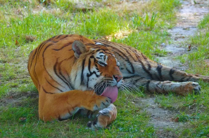 Colonialismo e biodiversità: come è cambiato il rapporto tra umani e animali