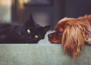 Animali domestici in Italia, un confronto tra presente e scenari futuri