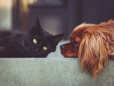 Animali domestici in Italia, un confronto tra presente e scenari futuri