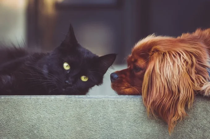Animali domestici in Italia, un confronto tra presente e scenari futuri