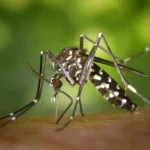 Zanzara tigre, la tecnica che blocca il 90% delle nascite