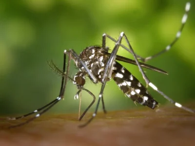 Zanzara tigre, la tecnica che blocca il 90% delle nascite