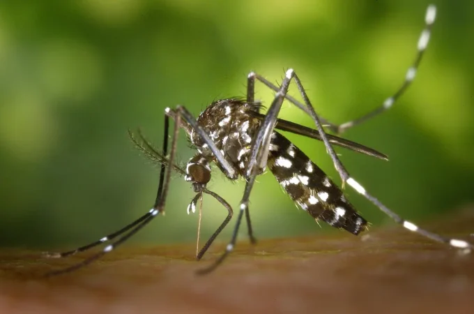 Zanzara tigre, la tecnica che blocca il 90% delle nascite