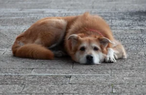 Afa record, in Sicilia i cani randagi trovano riparo al supermercato
