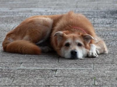 Afa record, in Sicilia i cani randagi trovano riparo al supermercato