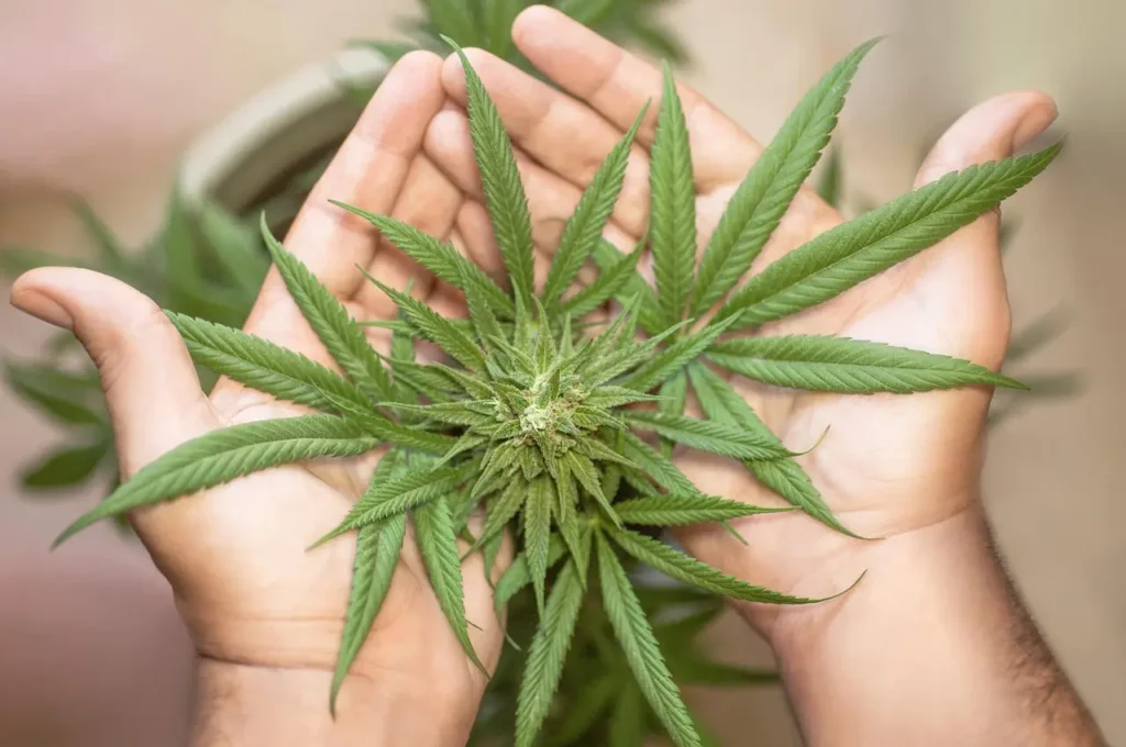 Cannabis e rischio ictus: la nuova ricerca rompe il mito della “droga leggera”
