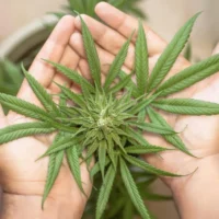 Cannabis e rischio ictus: la nuova ricerca rompe il mito della “droga leggera”