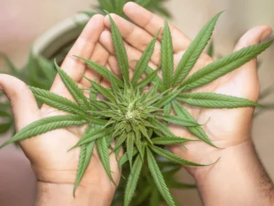 Cannabis e rischio ictus: la nuova ricerca rompe il mito della “droga leggera”