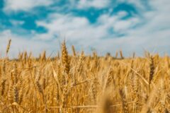 Grano italiano scoppiano le polemiche