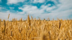 Grano italiano scoppiano le polemiche