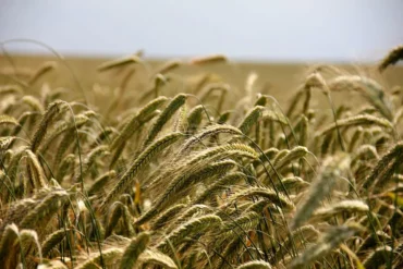 Il blocco del grano nel Mar Nero causerà una crisi alimentare?