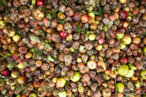 Rotta verso il 29 settembre, Giornata Internazionale di Consapevolezza delle Perdite e degli Sprechi Alimentari, promossa dall’ONU