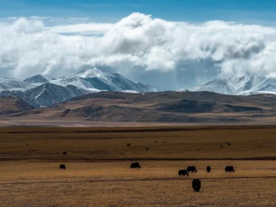 Tibet: la piantagione solare che sta rigenerando il terreno