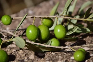 Xylella in Calabria, il primo focolaio cambia la mappa del rischio