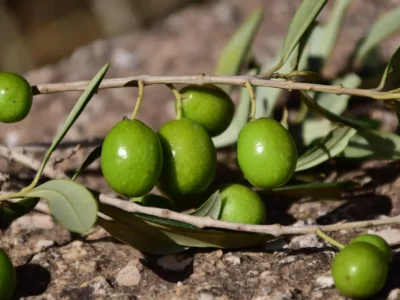 Xylella in Calabria, il primo focolaio cambia la mappa del rischio