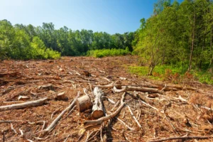 Google abbatte le foreste per l’IA: in Finlandia indaga la polizia
