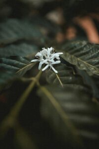 il fiore bianco della pianta di caffè