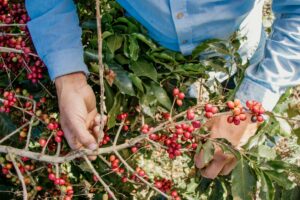 Il futuro di molte economie passa dal caffè