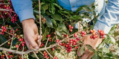Il futuro di molte economie passa dal caffè
