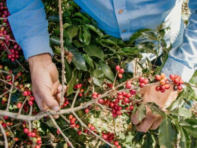 Il futuro di molte economie passa dal caffè